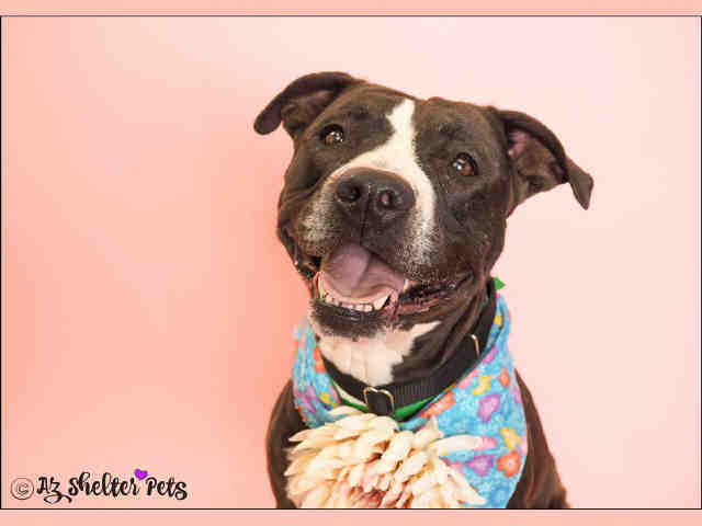 Adoptable pets from Arizona Humane Society and Maricopa County Animal Care and Control (12/20)