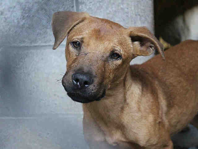 Adoptable pets from Arizona Humane Society and Maricopa County Animal Care and Control (12/27)