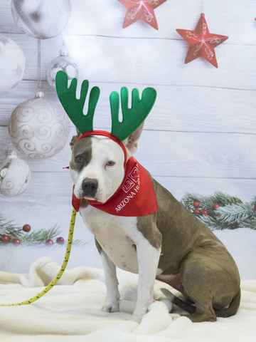 Adoptable pets from Arizona Humane Society and Maricopa County Animal Care and Control (1/3)