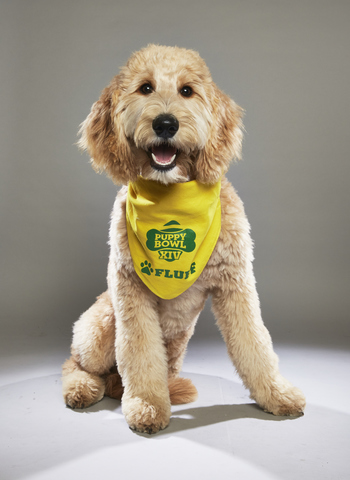 2018 Animal Planet Puppy Bowl XIV: Meet this year's starting lineup