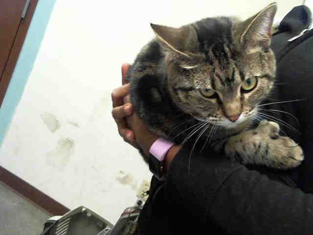 Pets available for adoption from Maricopa County Animal Care and Arizona Humane Society (1/10)