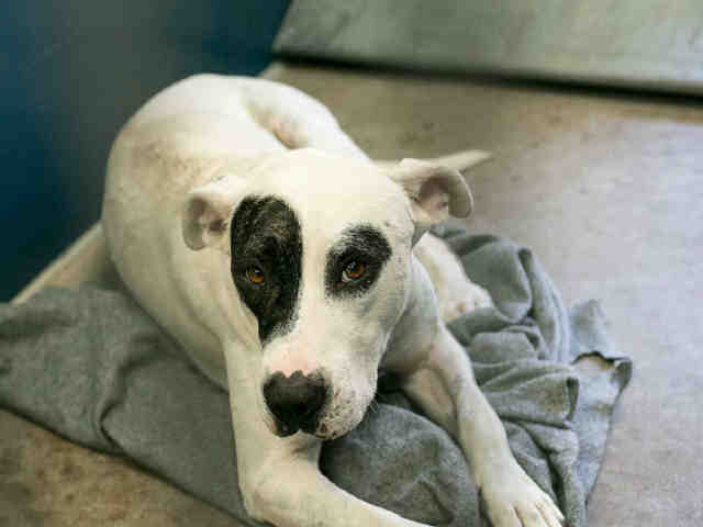 Pets available for adoption from Arizona Humane Society and Maricopa County Animal Control (1/17)