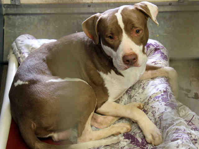 Adoptable pets from Arizona Humane Society and Maricopa County Animal Control (1/24/18)