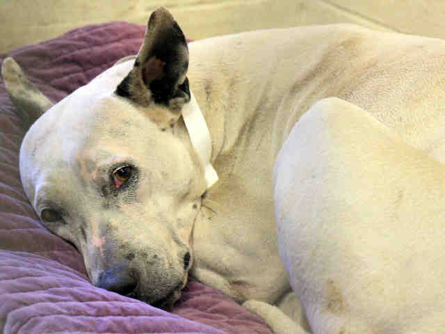 Adoptable pets from Arizona Humane Society and Maricopa County Animal Care and Control (1/31)