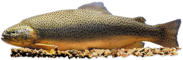 Arizona state symbols: how many do you know?