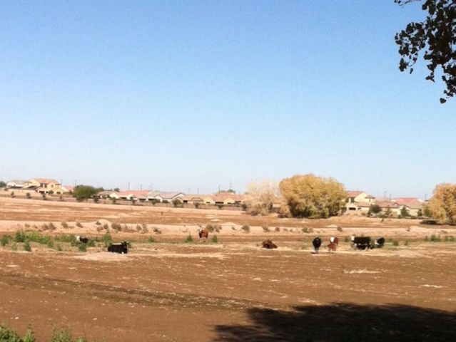 Do you know these cows? Lost cows roaming Gilbert streets
