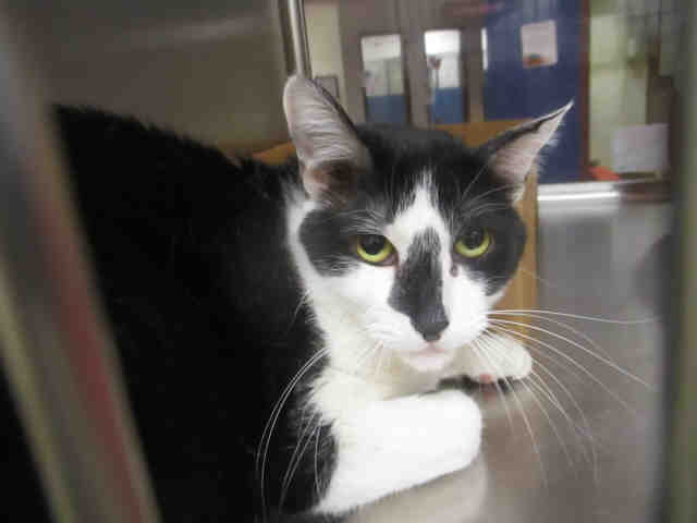 Adoptable pets from Arizona Humane Society and Maricopa County Animal Control (2/7)