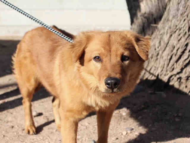 Adoptable pets from Arizona Humane Society and Maricopa County Animal Control (2/14)