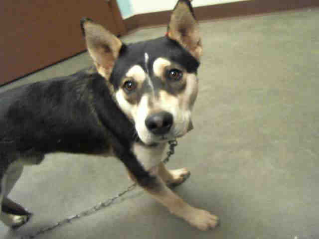 Adoptable pets from Arizona Humane Society and Maricopa County Animal Control (2/21)