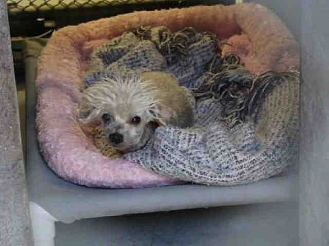 Pets up for adoption from Arizona Humane Society and Maricopa County Animal Care (2/28)