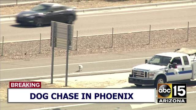 Loose dogs halt traffic on busy Arizona highway