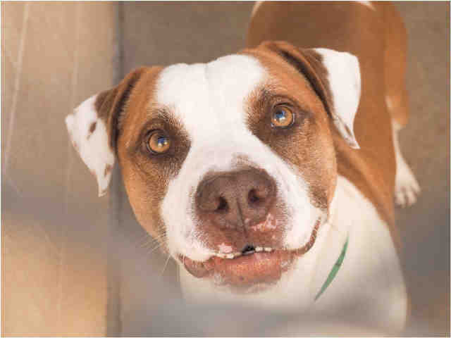 Adoptable pets from Arizona Humane Society and Maricopa County Animal Care and Control (3/8)