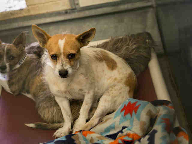 Adoptable pets from Arizona Humane Society and Maricopa County Animal Care and Control (3/14)