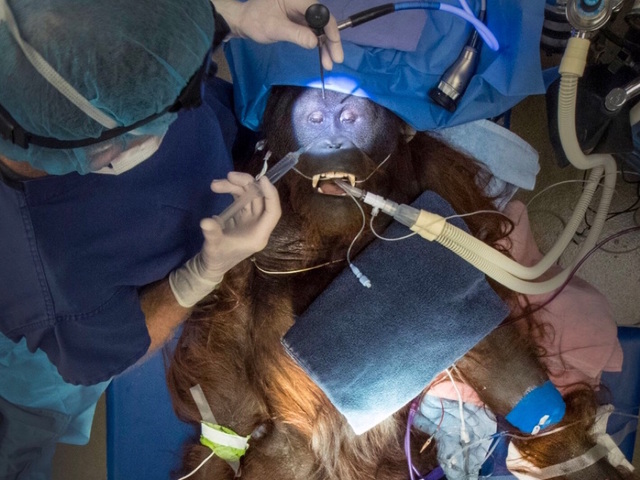 Surgeon helps veterinarians perform groundbreaking surgery on Phoenix Zoo orangutan