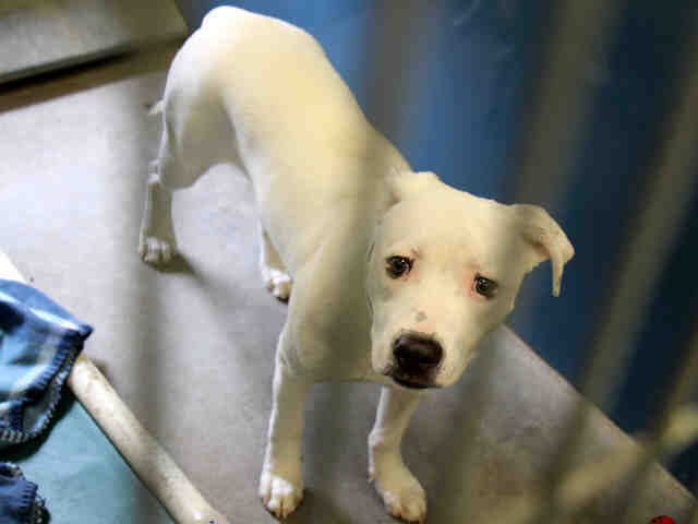 Pets up for adoption from Arizona Humane Society and Maricopa County Animal Care and Control (3/21)