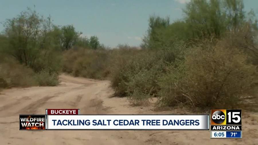 Salt Cedar trees a cause for concern in the west Valley come wildfire
