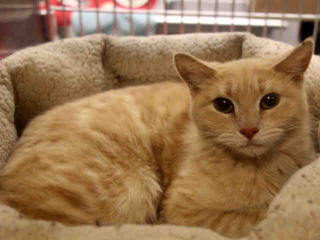 Adoptable pets from Arizona Humane Society and Maricopa County Animal Care and Control (3/28)