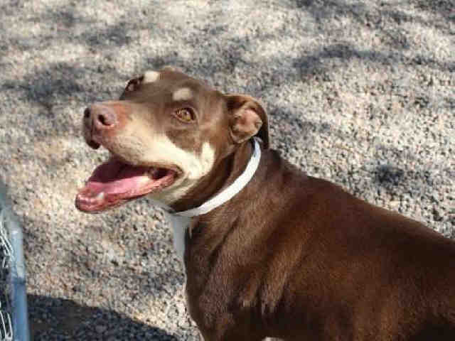 Adoptable pets from Arizona Humane Society and Maricopa County Animal Care (4/4)