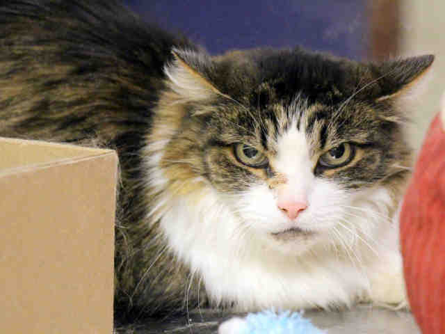 Adoptable pets from Arizona Humane Society and Maricopa County Animal Care (4/11)