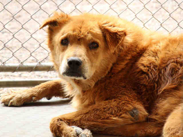 Adoptable pets from Arizona Humane Society and Maricopa County Animal Care (4/18)