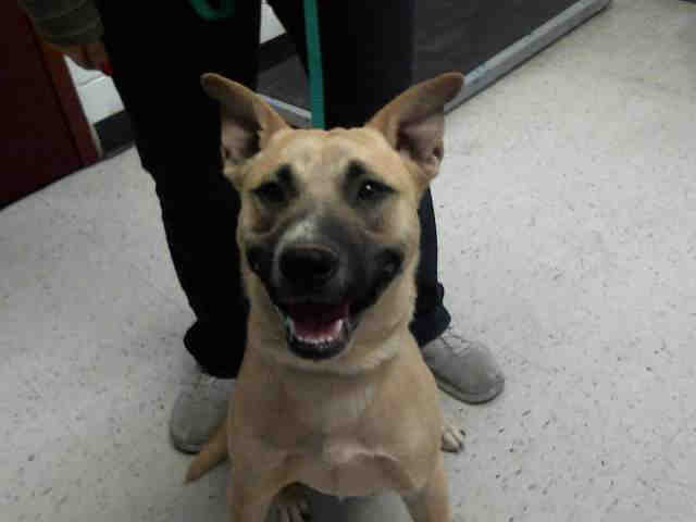 Adoptable pets from Arizona Humane Society and Maricopa County Animal Care (4/25)