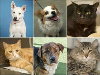 25 pets up for adoption in the Valley