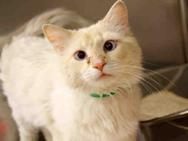 Adoptable pets from Arizona Humane Society and Maricopa County Animal Care (5/2)