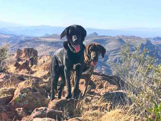 Hikers find 2 dogs stranded on Superior mountain