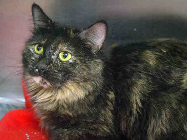 Adoptable pets from Arizona Humane Society and Maricopa County Animal Care (5/9)