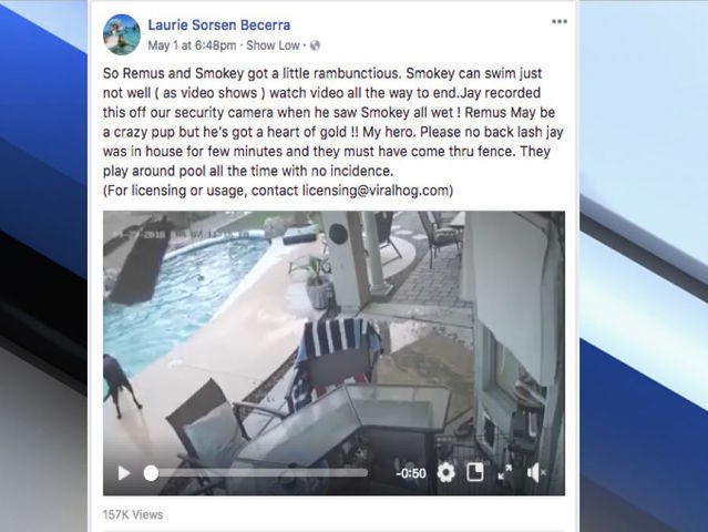 Dog helps friend having trouble in Arizona pool (VIDEO)