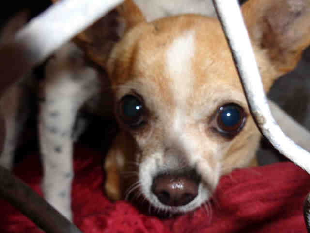 Adoptable pets from Maricopa County Animal Care and Arizona Humane Society (5/16)