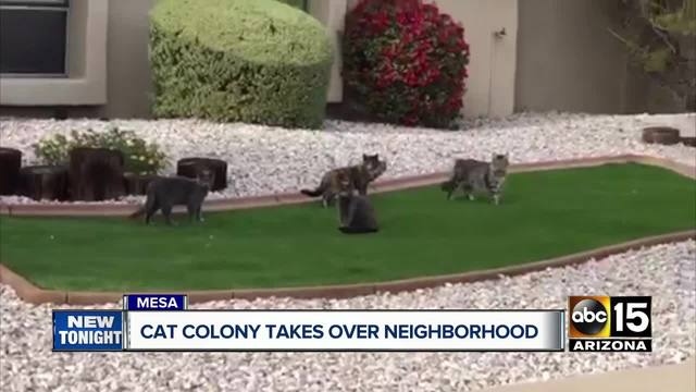 stray cats in my neighborhood