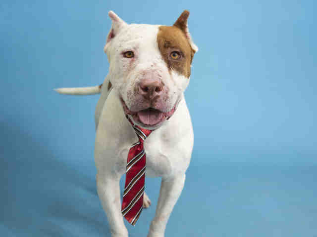 Adoptable pets from Arizona Humane Society and Maricopa County Animal Care (5/23)