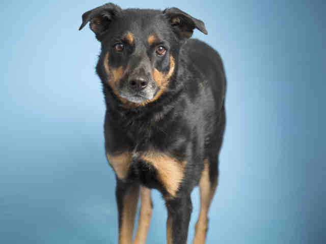 Adoptable pets at Arizona Humane Society and Maricopa County Animal Care (5/30)