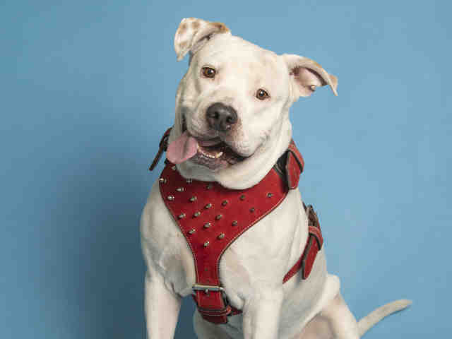 Adoptable pets from Arizona Humane Society and Maricopa County Animal Care (6/6)