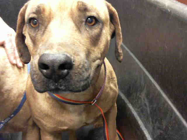 Adoptable pets from Arizona Humane Society and Maricopa County Animal Care (6/6)