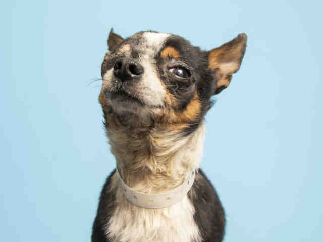 Adoptable pets available from Arizona Humane Society and Maricopa County Animal Care (6/13)