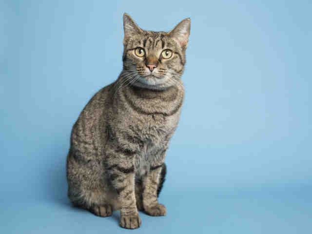 Adoptable pets from Arizona Humane Society, Maricopa County Animal Care (6/20)