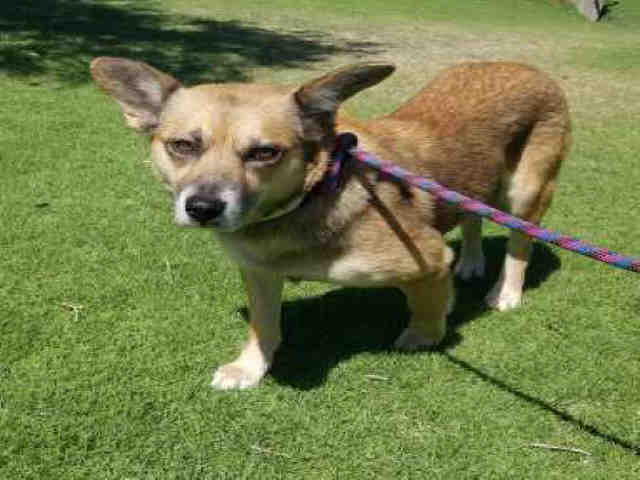 Adoptable pets at Arizona Humane Society and Maricopa County Animal Care (6/27)