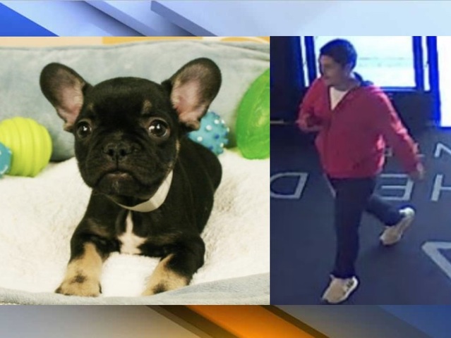 arrowhead mall dog store