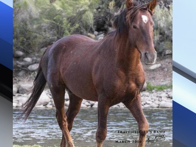 Horse involved in car crash near Salt River
