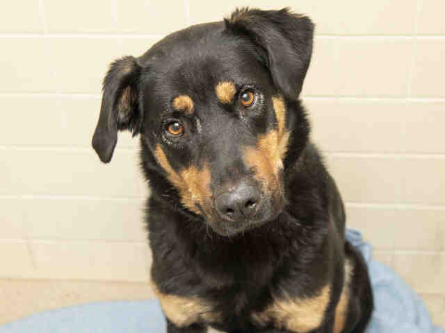 Adoptable pets from Arizona Humane Society and Maricopa County Animal Care (7/4)