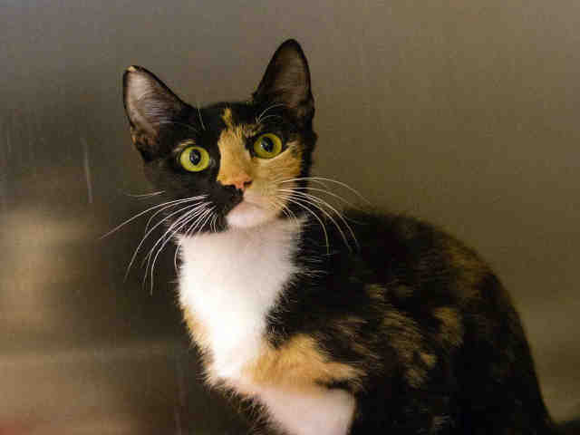 Adoptable pets from Arizona Humane Society and Maricopa County Animal Care (7/11/18)