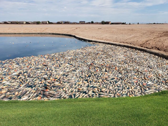 thousands of dead fish found in maricopa community ponds