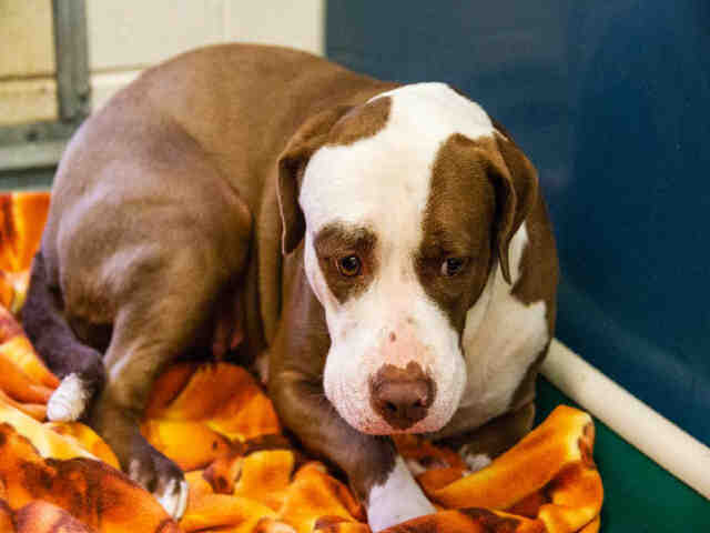Adoptable pets from Arizona Humane Society and Maricopa County Animal Care (7/18)