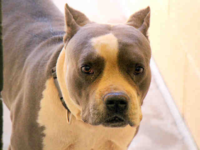Adoptable pets from Arizona Humane Society and Maricopa County Animal Care (7/25)