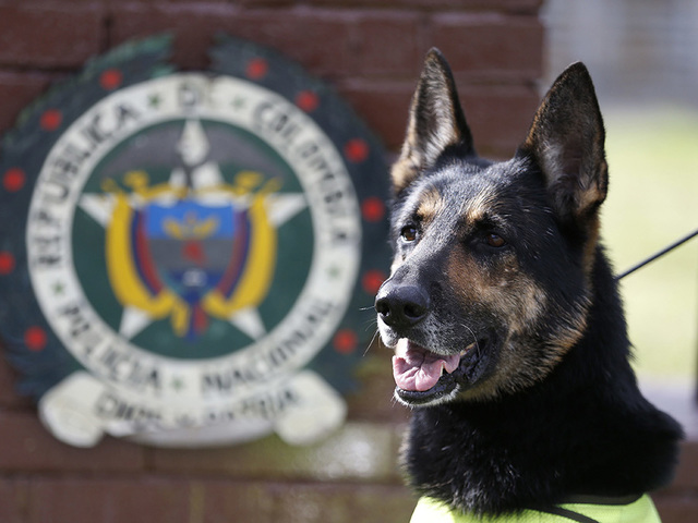 Colombian drug cartel puts bounty on police dog's head