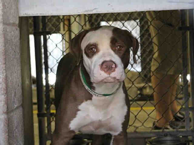 Adoptable pets from Arizona Humane Society and Maricopa County Animal Care (8/1)