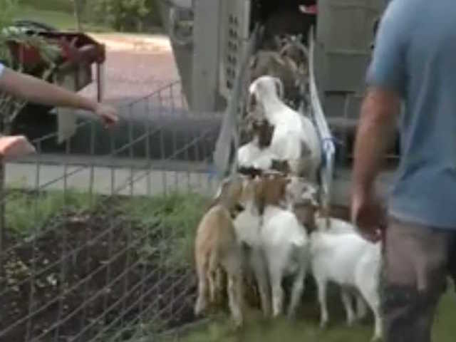 Dozens of escaped goats chow down on Idaho neighborhood
