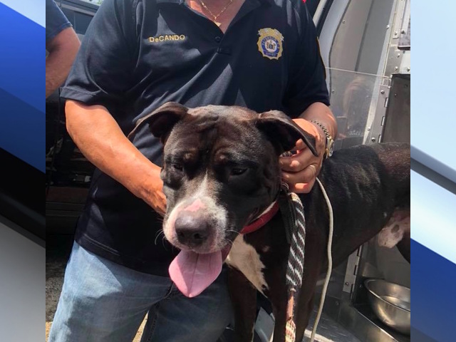 Firefighter rappels from bridge, rescues stranded dog in New Jersey (VIDEO)